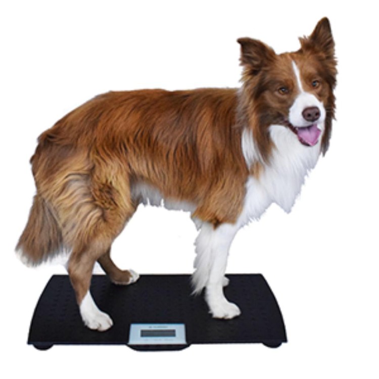 Marsden V-100 Veterinary Scale, 100kg Capacity, Ideal for Cats and Dogs